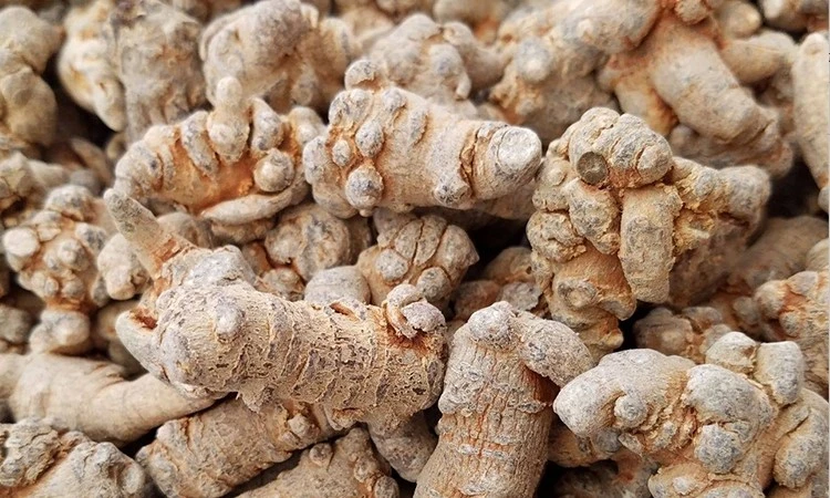 dried Panax notoginseng dried Panax notoginseng